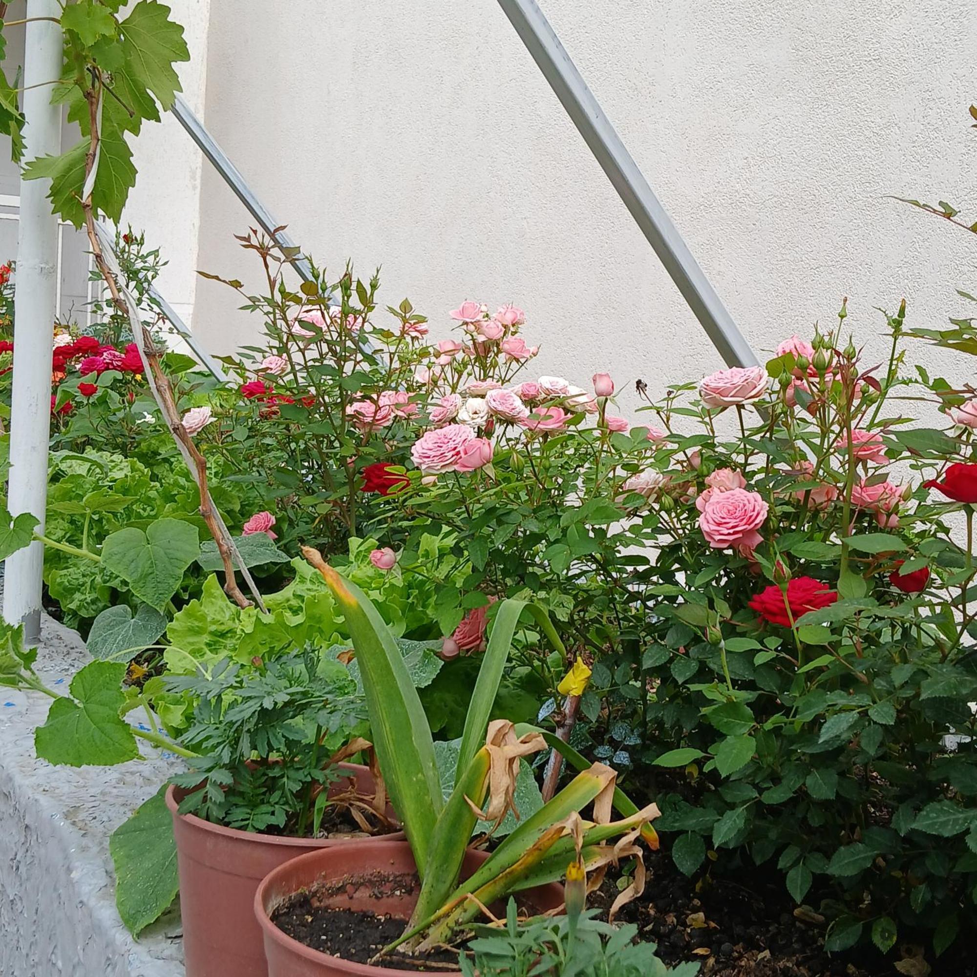 בראט Villa Oasis מראה חיצוני תמונה